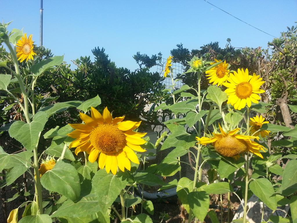 Il Girasole Formia Guesthouse Rooms Exterior foto